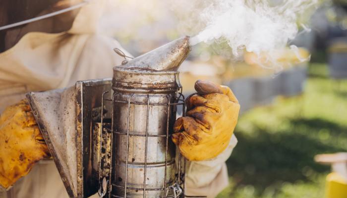 A beekeeper holds their bee smoker with yellow hive-grade gloves and a jacket on. There is smoke releasing from the smoker.