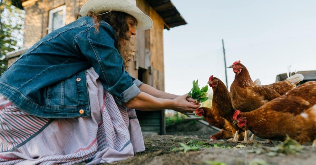 A woman wearing a jean jacket, a pink dress, and a white hat crouches down and feeds greens to a row of chickens.