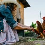 A woman wearing a jean jacket, a pink dress, and a white hat crouches down and feeds greens to a row of chickens.