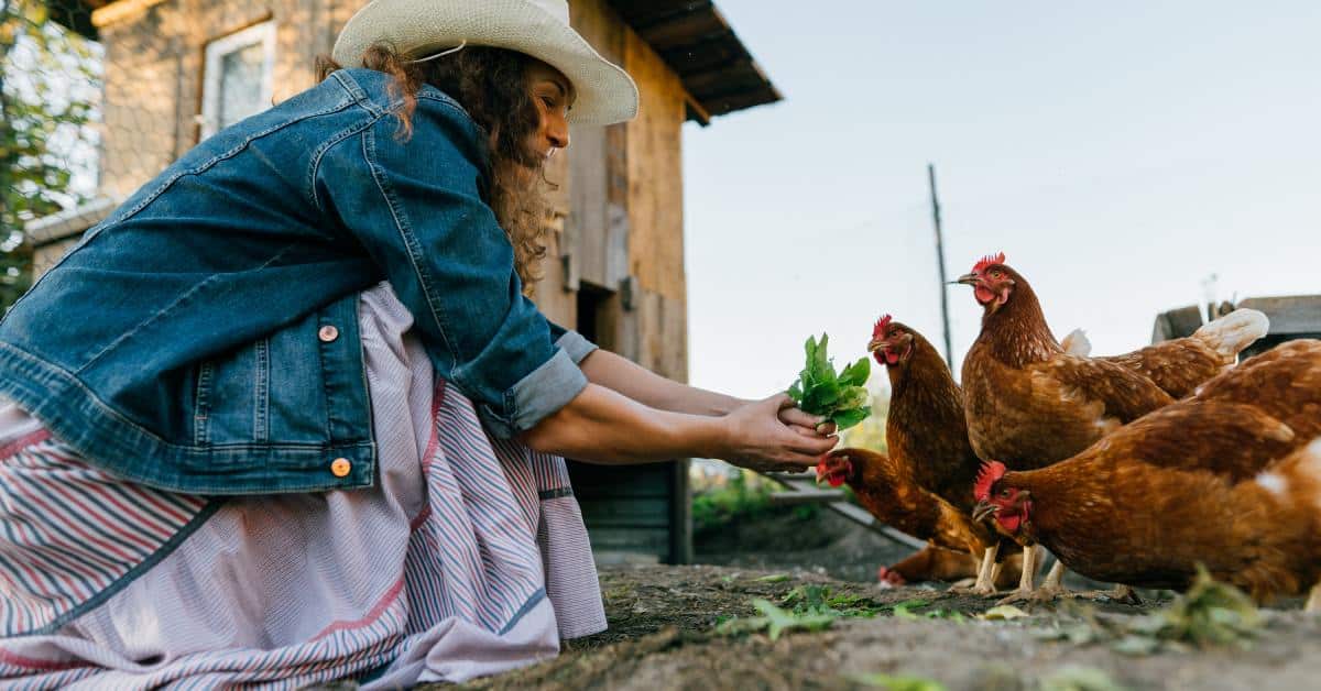 A woman wearing a jean jacket, a pink dress, and a white hat crouches down and feeds greens to a row of chickens.