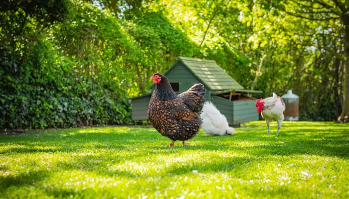 A backyard with freshly cut green grass and free-range chickens roaming. There is a green coop behind them.